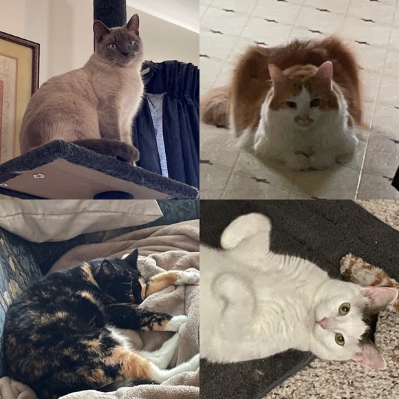 Meet your Poshers, John and Jessica - Picture 2 of 2